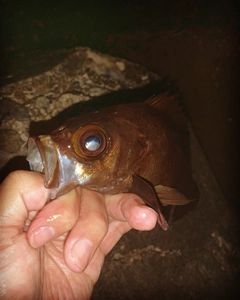 シロメバルの釣果