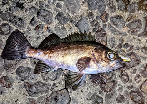 アカメバルの釣果