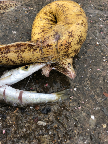 ウツボの釣果