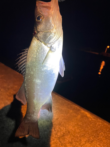 セイゴ（ヒラスズキ）の釣果