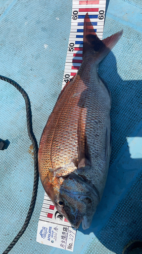 マダイの釣果