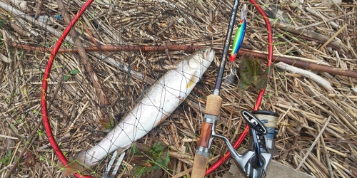 アメマスの釣果