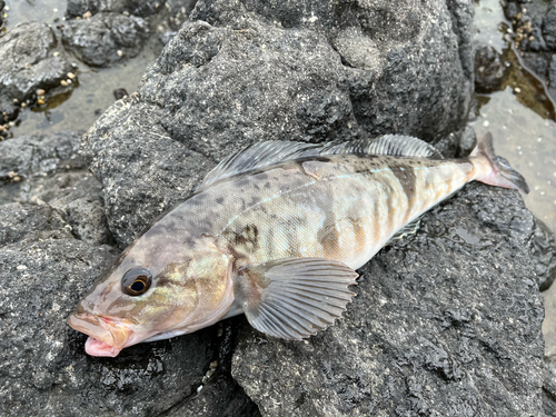 ホッケの釣果