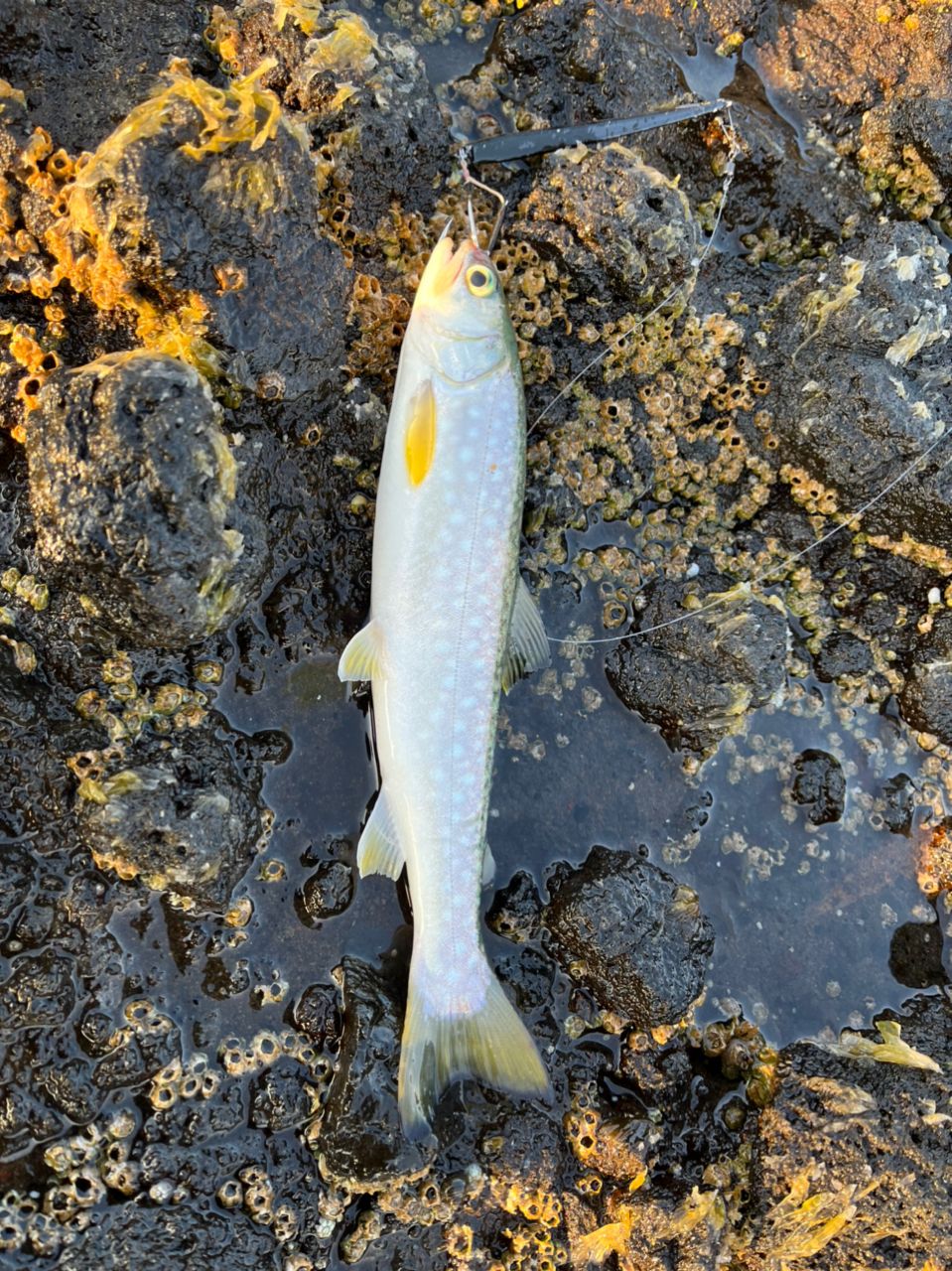 ふなっち🐟さんの釣果 2枚目の画像