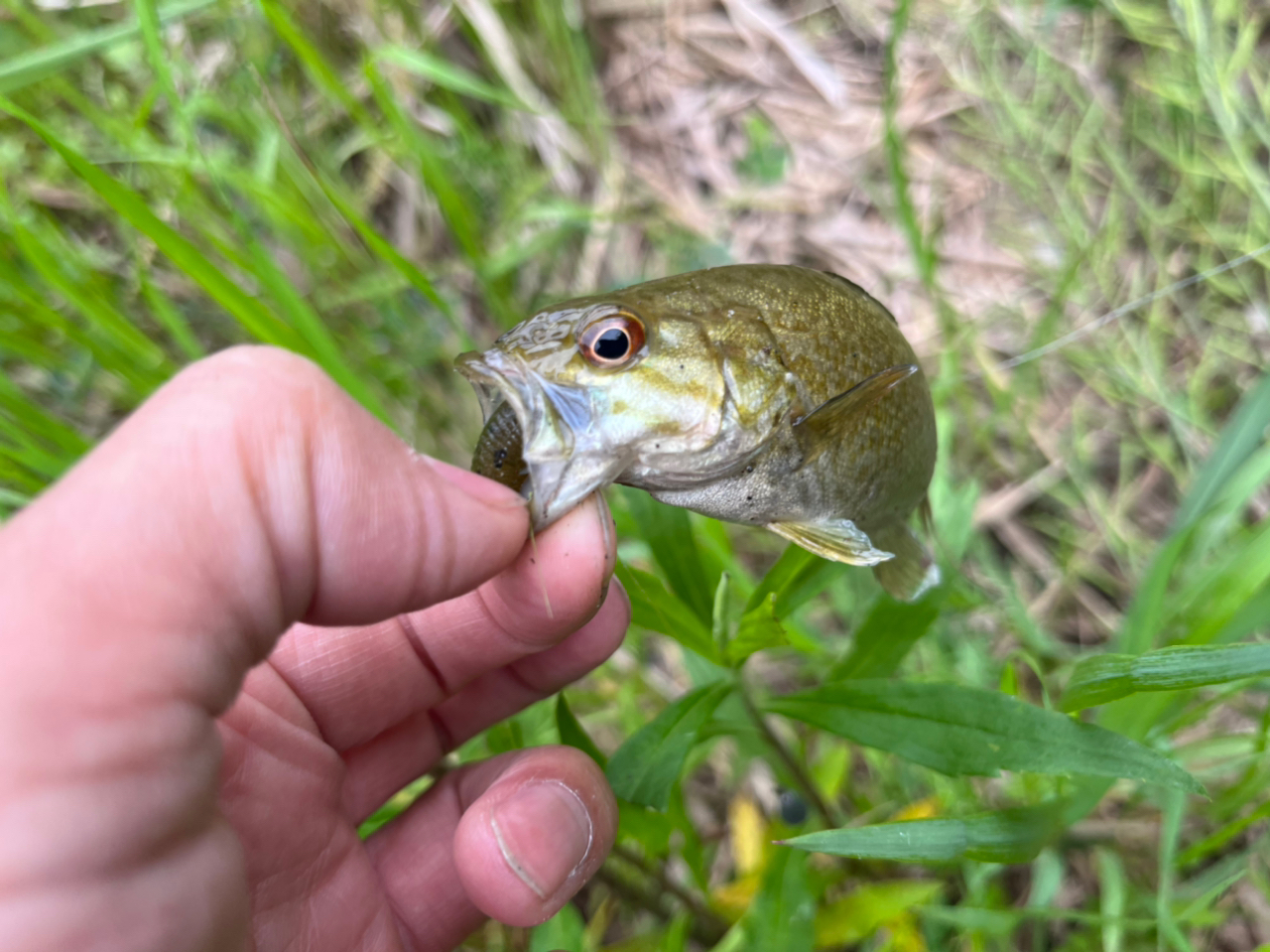 スモールマウスバス