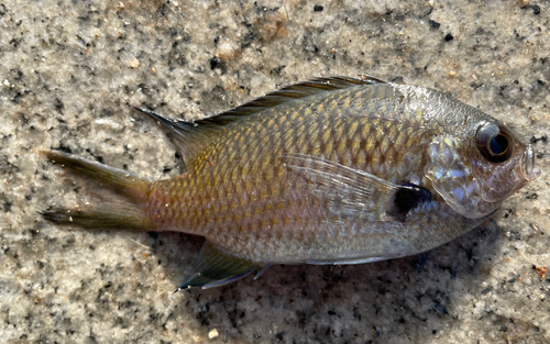 スズメダイの釣果