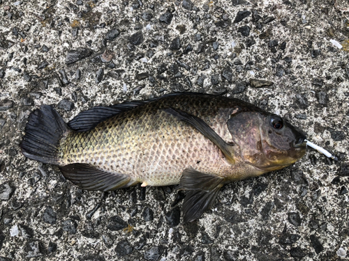 ティラピアの釣果