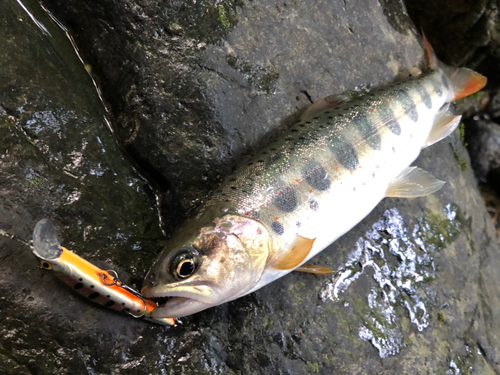 ヤマメの釣果