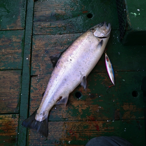 サクラマスの釣果