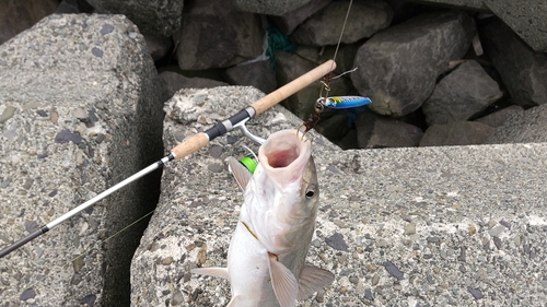 ウグイの釣果