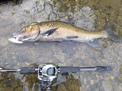 ニゴイの釣果