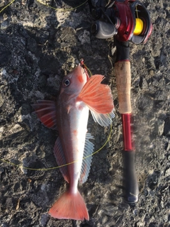 カナガシラの釣果