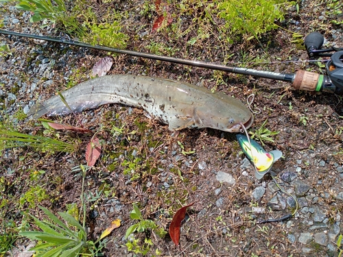 ナマズの釣果