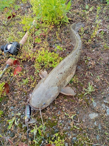 ナマズの釣果