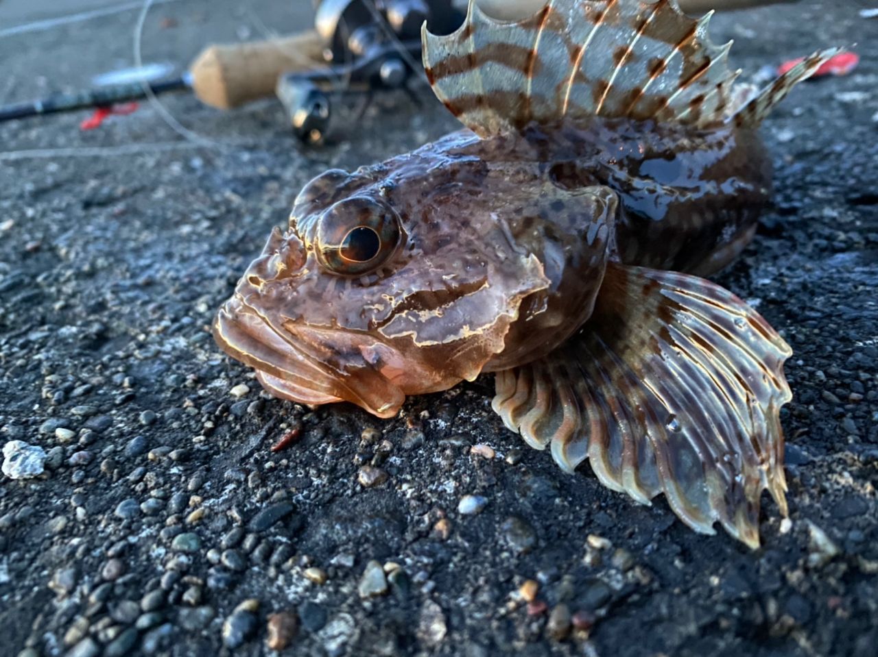 カジカ