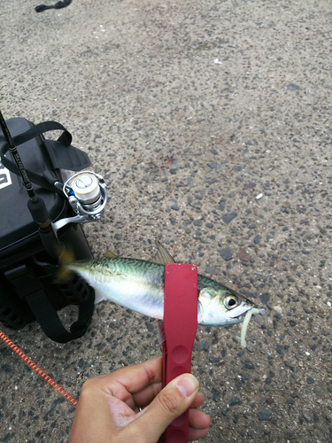 サバの釣果