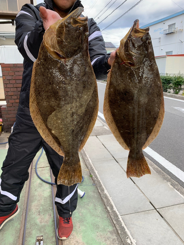 ヒラメの釣果