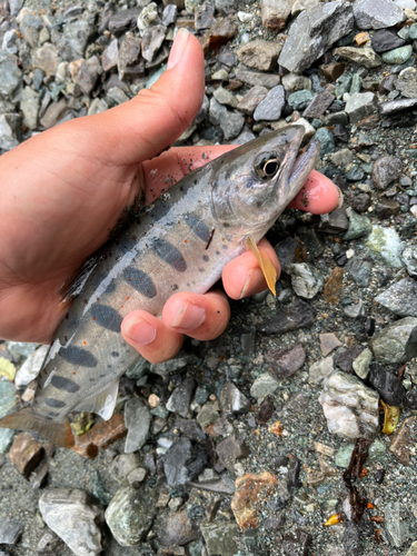 アマゴの釣果