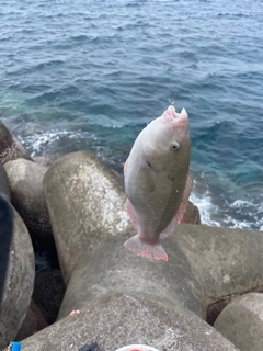 ブダイの釣果