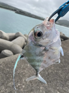 イトヒキアジの釣果