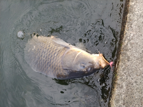 コイの釣果