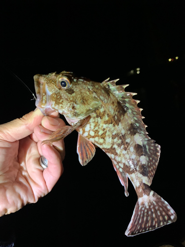 カサゴの釣果