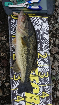 ブラックバスの釣果