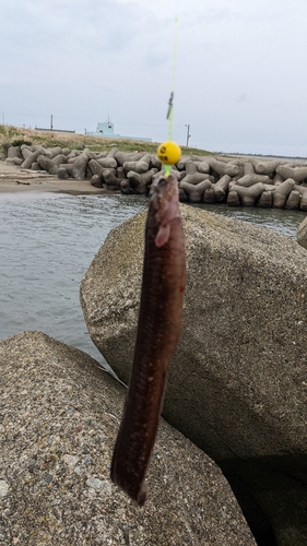 ギンポの釣果