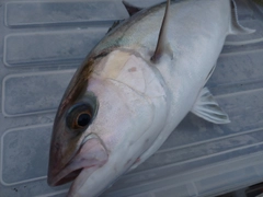 カンパチの釣果