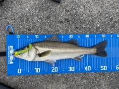 シーバスの釣果