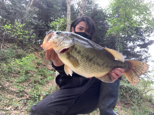 ラージマウスバスの釣果