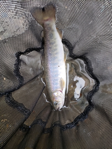 イワナの釣果