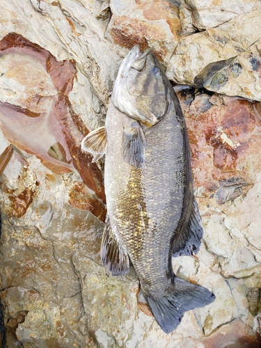 スモールマウスバスの釣果