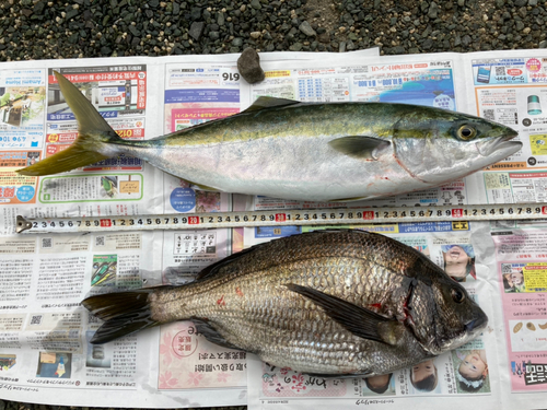 ヤズの釣果