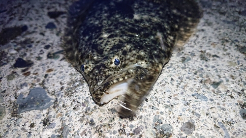 ソゲの釣果