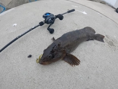 アイナメの釣果