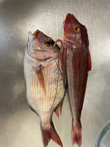 マダイの釣果