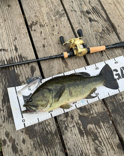 ブラックバスの釣果