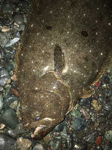 ヒラメの釣果