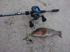 アイナメの釣果