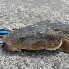 マゴチの釣果