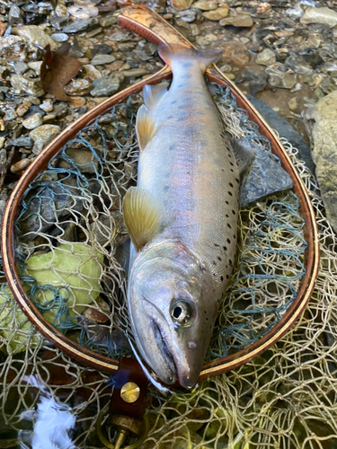 ヤマメの釣果