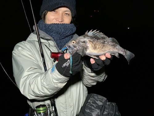 クロソイの釣果