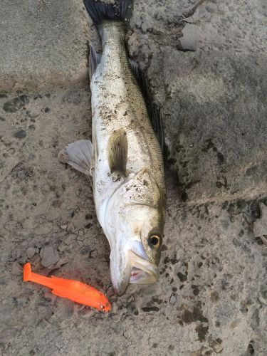 スズキの釣果