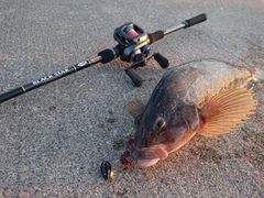 アイナメの釣果