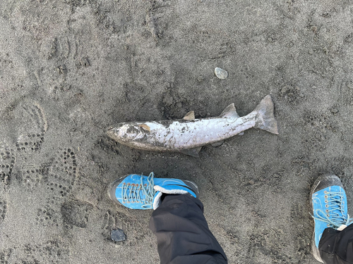 アメマスの釣果