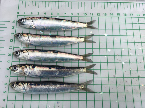 カタクチイワシの釣果