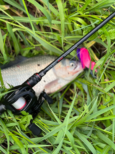 フナの釣果