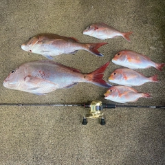 タイの釣果