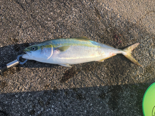 ハマチの釣果